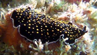 Sea Slugs? Flat Worms! IX.