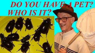 Do You Have a Pet? Beetle or Dog? Entomology School of Dr Victor Fursov..