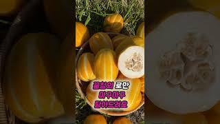 ⭐성주꿀참외 꿀이 뚝!가격도 뚝! 5kg 8,900원⭐