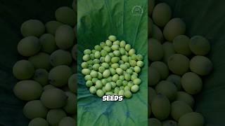 Crunchy snack made from lotus seeds