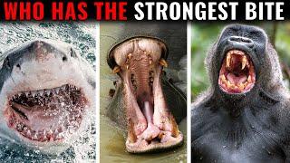 10 Animals With The Strongest Bites