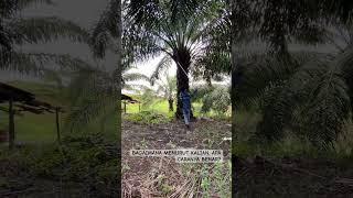 APA CARA KERJA INI SUDAH BENAR?? #lahansawit #panensawit #buahsawit