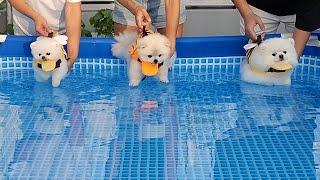 하찮은 강아지들의 대단한 수영대회ㅋㅋㅋㅋ