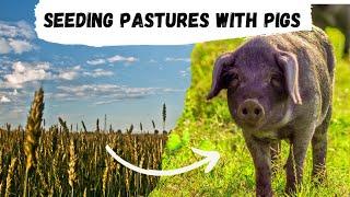 Reseeding Pasture with Pigs: The Cost Effective Low Maintenance Solution To Feeding Your Pigs