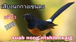 เสียงนกกางเขนดง (นกบินหลา)_suab noog ntshib txaig quaj zoo - dib tuaj 100%