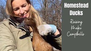 Homestead Ducks | A guide to Raising Khaki Campbells