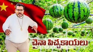 Watermelon & Vegetables Farms in China || చైనాలోని పుచ్చకాయ & కూరగాయల పొలాలు || Vinod Vlogs China