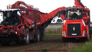 Grimme - Holmer - Ropa - ++ / Rübenernte & Verladung - Harvesting & Loading Beets  2024 pt1