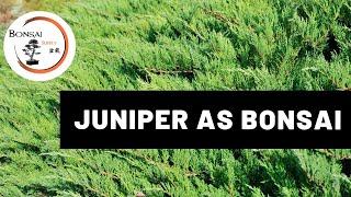 Juniper as Bonsai | Bonsai Species | The Bonsai Supply