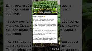 советы опытного агронома по выращиванию рассады.