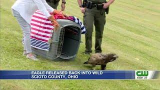 Eagle released back into wild in Scioto County