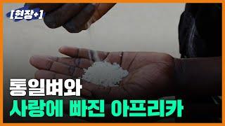 [현장+] 세네갈 ISRIZ 다큐: 통일벼와 사랑에 빠진 아프리카