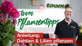 toom Pflanzentipps – Anleitung: Dahlien & Lilien pflanzen | toom Baumarkt