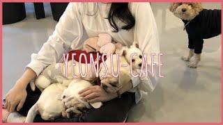 인천 연수구 애견카페 | 멍멍으르렁컹컹 dog cafe