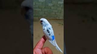 #best #youtube #shorts #cute #budgie #bird
