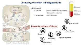 Exosome miRNA sequencing for biomarker profiling using the Ion S5 System and Ion Total RNA-seq kit