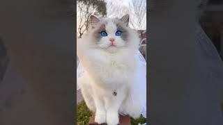 ragdoll #acatlover #catlover #exercise #acatlover #tranding #tiktokviral #viral