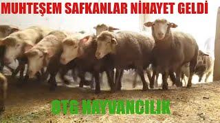 MUHTEŞEM SAFKANLAR NİHAYET GELDİ | SAFKAN PEDİGRİ ILLE DE FRANCE LACAUNE | OTG HAYVANCILIK