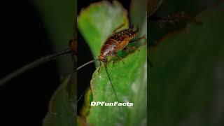 Headless cockroach are capable of living for weeks without its head | DPFunFacts #DPFunFacts