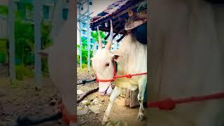 नंदी बैल | Nandi Bail | bailgada sharyat | नंदीबैल | बैलगाडा शर्यत come back  king