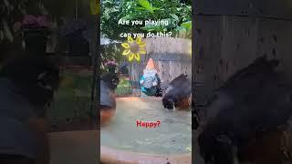 Are you playing Can you do this? #birds #flickers #squirrel #trending #seattle #teampalaboy