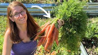 No Root Cellar? No Problem! How to Store Carrots for Months