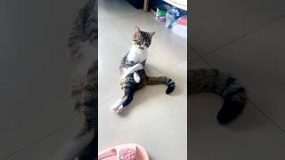 Cat  confusing behavior