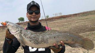 Beautiful Big Bullseye Snakehead Murrel Fish Indian Fishing #Trending #YoutubeShorts#Topwaterfishing