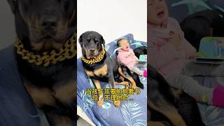 如果大哥是一坨的铠甲，那么小主人就是一坨的软肋 #一坨 #罗威纳 #罗威纳护卫犬 #rottweiler #pets #向威 #向威和一坨 #funny #animals