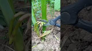 Trimming Corn Stilt Roots: Is It Good For Your Harvest?