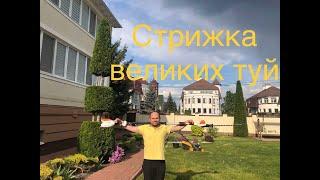 Стрижу великі Туї