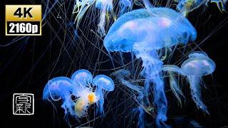 Effective forInsomnia, get sleepy 12HRS / 4K UHD Beautiful BlueishJellies.