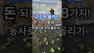 고소득 올리는 돈 되는 작물 8가지 #돈 #고소득 #작물 #형제들의텃밭 #gardening #garden #agriculture #farming #automobile