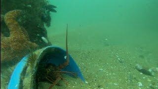 Underwater Tour of Balboa Fishing Pier Newport Beach, CA