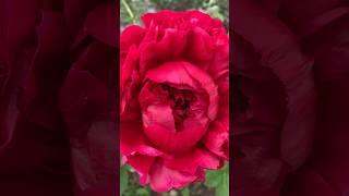 Король пионов расцвел! Генри Бокстос
