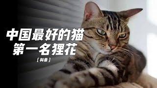 狸花猫何德何能，竟被称为中华神猫？