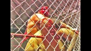 Abdullah The Butcher vs HANNIBAL - Cage Match!