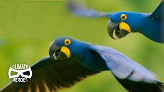 Hyacinth Macaws Run a Unique Seed-Distribution Service | Wild to Know