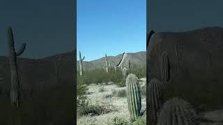 Driving along the border wall #shorts #border #borderwall #arizona #usa #desert #cactus