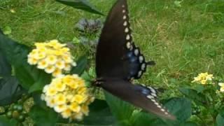 Black Swallowtail Dances on Lantana