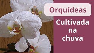 Como cultivar orquídeas na chuva.