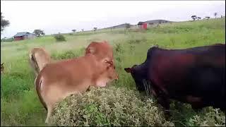 Our beautiful free range livestock farming ||. Farmkenya