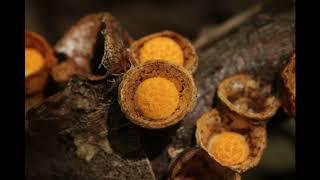 Crucibulum laeve