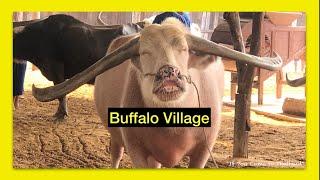 Buffalo Conservative Village (Suphanburi Province)