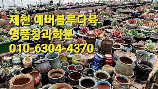 제천에버블루다육 명품창과중고분 010-6304-4370