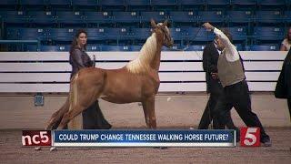 USDA Bans Tools Used In Tennessee Walking Horse Industry