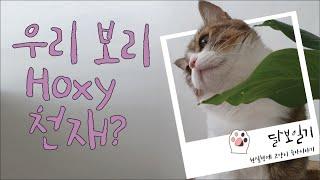 우리 보리 Hoxy 천재?