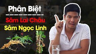 Phân biệt Sâm Ngọc Linh với Sâm Lai Châu | khác nhau | giống nhau