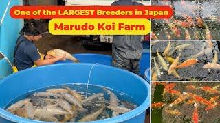 Visit Marudo Koi Farm - One of the Largest Koi Breeder in Japan