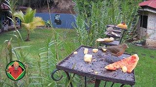 Costa Rica Live Bird Fruit Feeder Cam | Gingerbread Nuevo Arenal